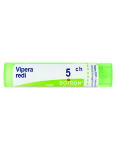 Vipera redi 5ch gr