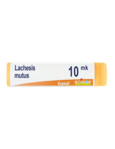 Lachesis mutus xmk gl