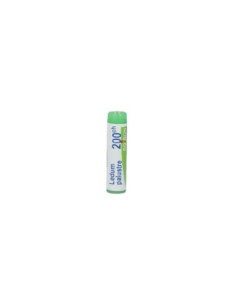 Ledum palustre 200ch gl