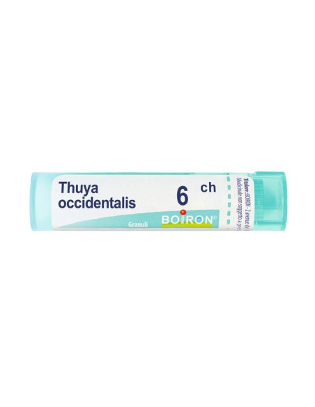 Thuya occident 6ch gr