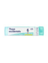 Thuya occident 6ch gr