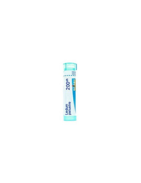 Ledum palustre 200ch gr