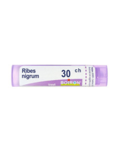 Ribes nigrum 30ch gr