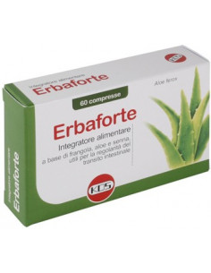 Condress collagene equino10x10