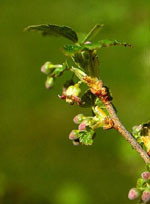 Msa linfa betulla 50ml